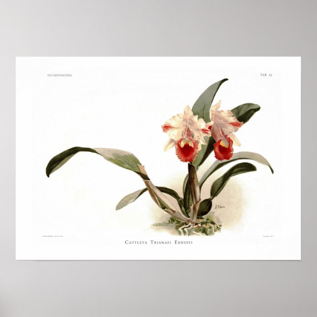 Cattleya trianae ernesti poster (Front)
