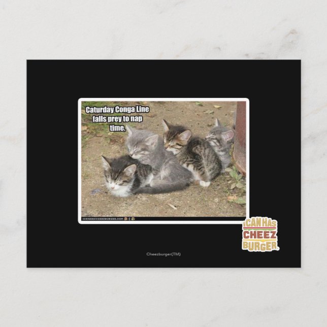 Caturday Conga Line Postcard (Front)