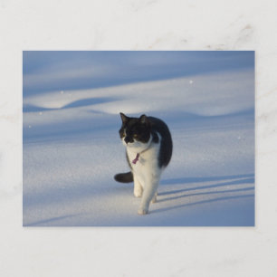 Catwalk CC0093 Postcard