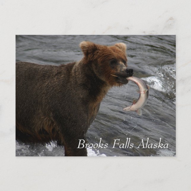 Caught, Brooks Falls Alaska  Postcard (Front)