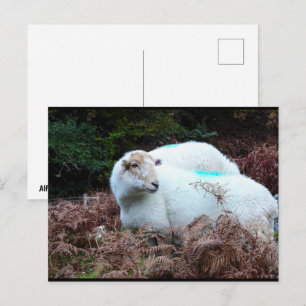 Caught Ewe Looking Postcard
