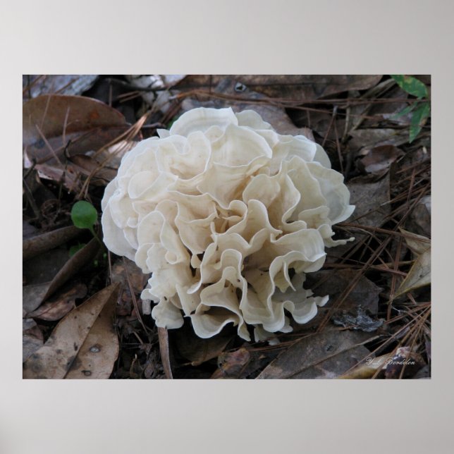 Cauliflower Fungus Poster (Front)
