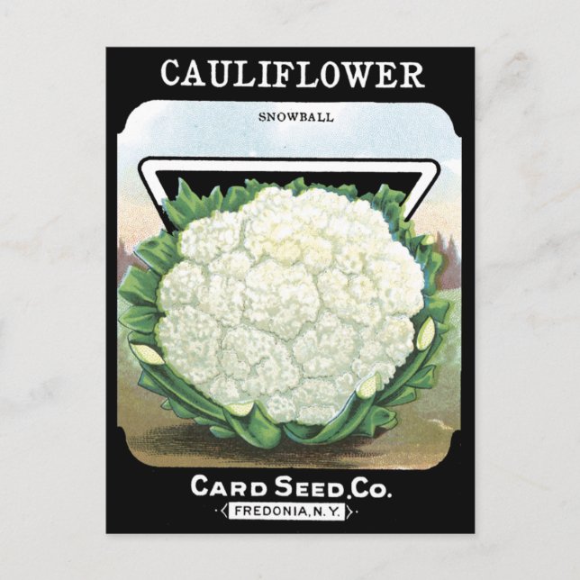 Cauliflower Seed Packet White Vegetable Garden Postcard (Front)