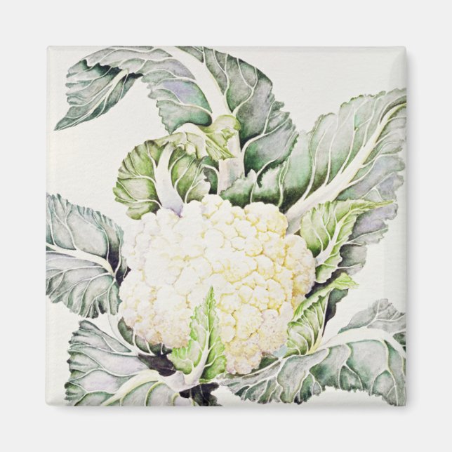 Cauliflower Study 1993 Magnet (Front)