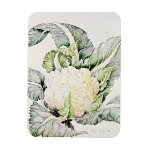 Cauliflower Study 1993 Magnet