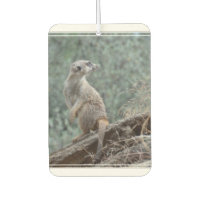 Cautious Meerkat