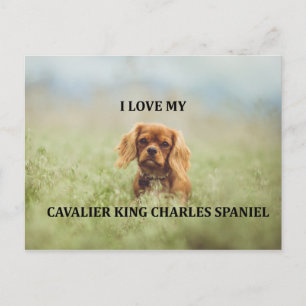 cav ruby love w pic postcard
