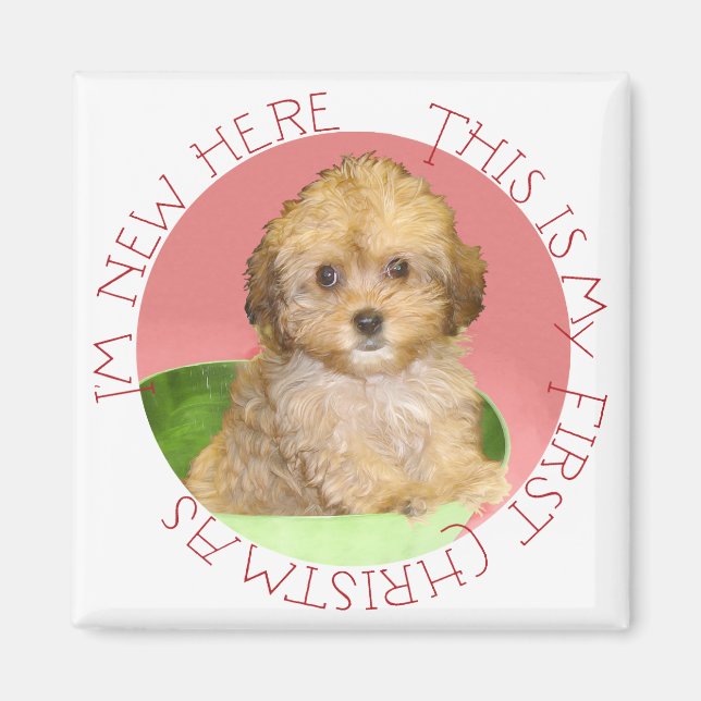 Cavachon Puppy First Christmas Magnet (Front)