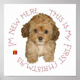 Cavachon Puppy First Christmas Poster