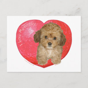 Cavachon Valentine Holiday Postcard