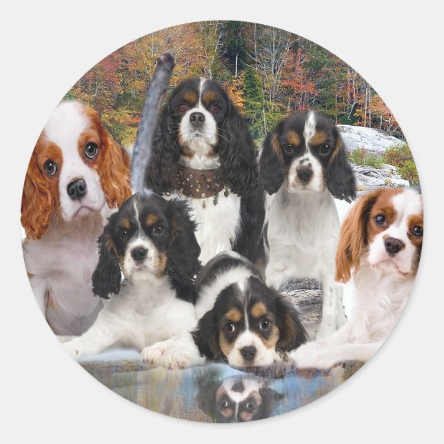 Cavalier King Charles Can't Have Just One gifts Classic Round Sticker (Front)