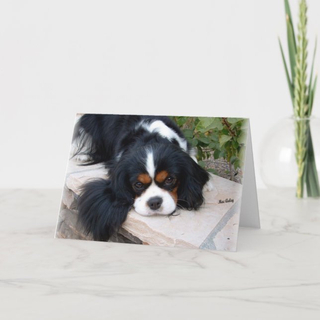 Cavalier King Charles Card (Front)
