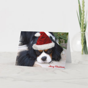 Cavalier King Charles Christmas card