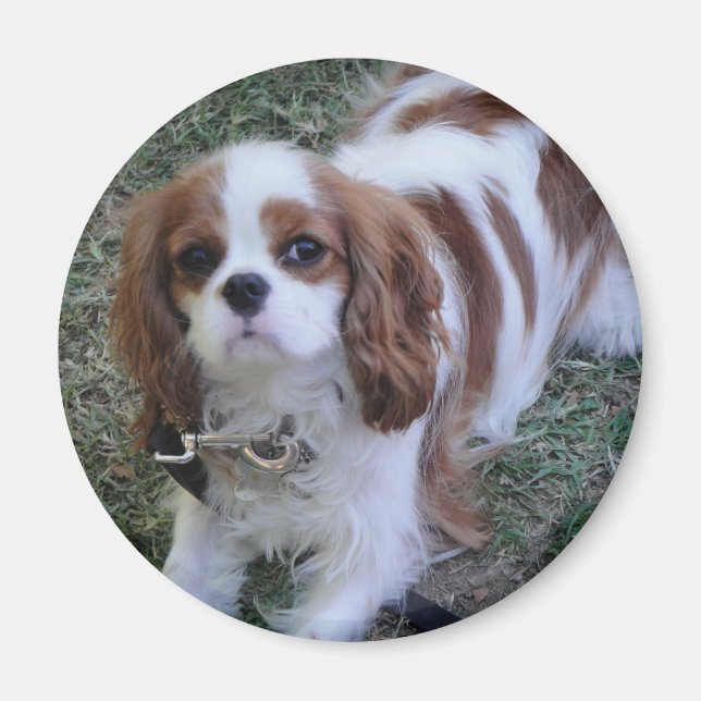 Cavalier King Charles cute puppy dog fridge magnet (Front)