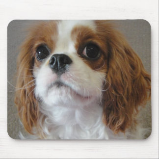 Cavalier King Charles cute puppy dog mousepad