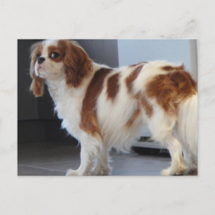 Cavalier King Charles cute puppy dog postcard