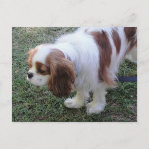 Cavalier King Charles cute puppy dog postcard