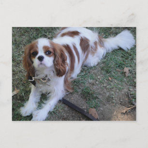 Cavalier King Charles cute puppy dog postcard