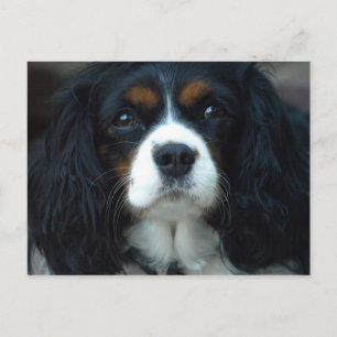 Cavalier King Charles Postcard