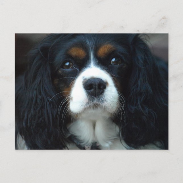 Cavalier King Charles Postcard (Front)