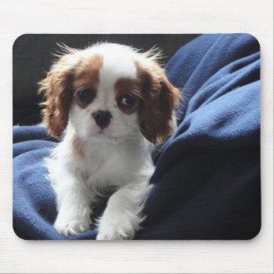 Cavalier King Charles puppy mousepad