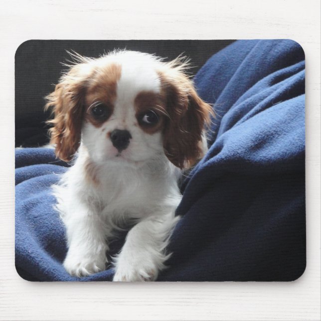 Cavalier King Charles puppy mousepad (Front)