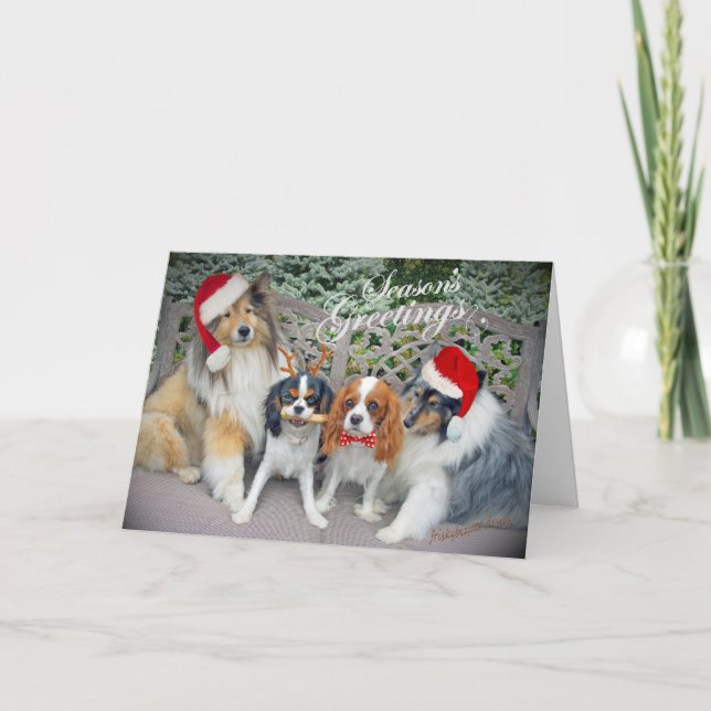 Cavalier King Charles & Shelties Christmas Cards (Front)