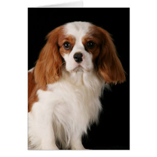 Cavalier King Charles Spaniel