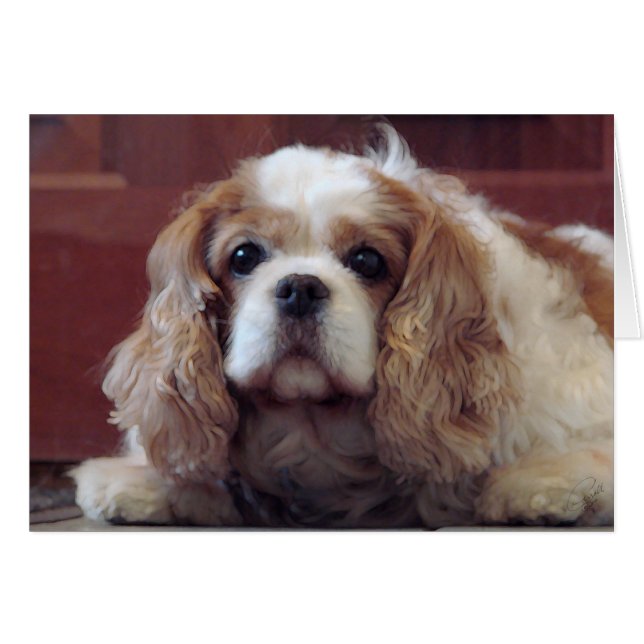 Cavalier King Charles Spaniel (Front Horizontal)