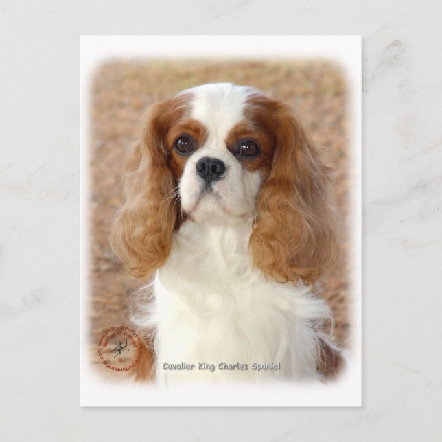 Cavalier King Charles Spaniel 9L005D-08 Postcard (Front)