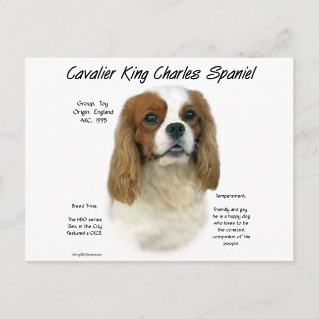 Cavalier King Charles Spaniel (Blenheim) History Postcard (Front)
