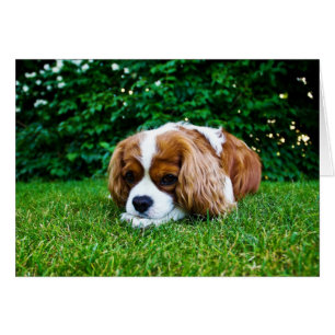 Cavalier King Charles Spaniel Blenheim in Grass