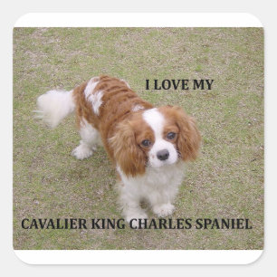 Cavalier-king-charles-spaniel blenheim love w pic. square sticker