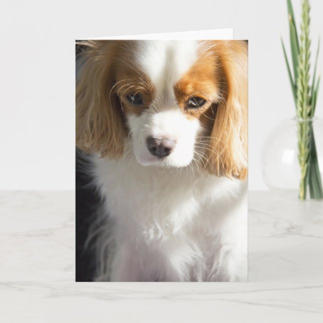 Cavalier King Charles Spaniel Card (Front)