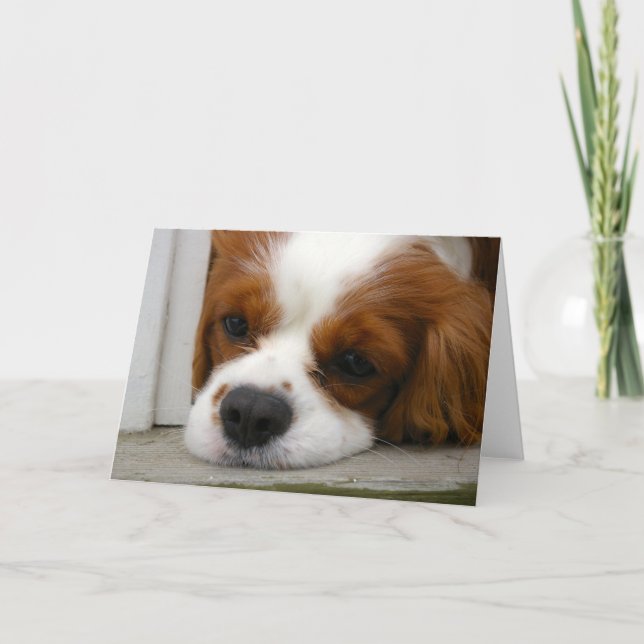 Cavalier King Charles Spaniel Card (Front)