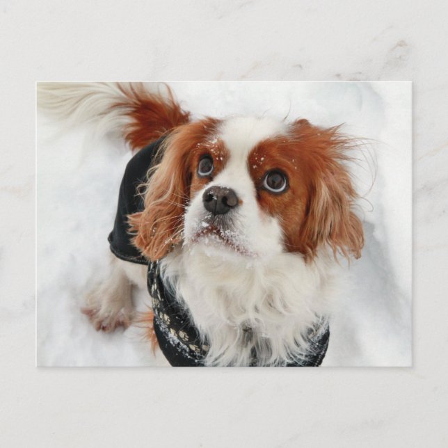 Cavalier King Charles Spaniel Charly Postcard (Front)