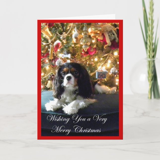 Cavalier King Charles Spaniel Christmas Card (Front)