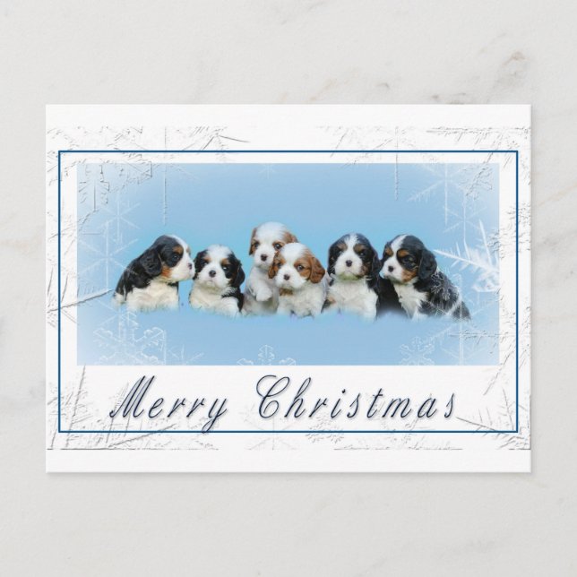 Cavalier King Charles Spaniel Christmas Holiday Postcard (Front)