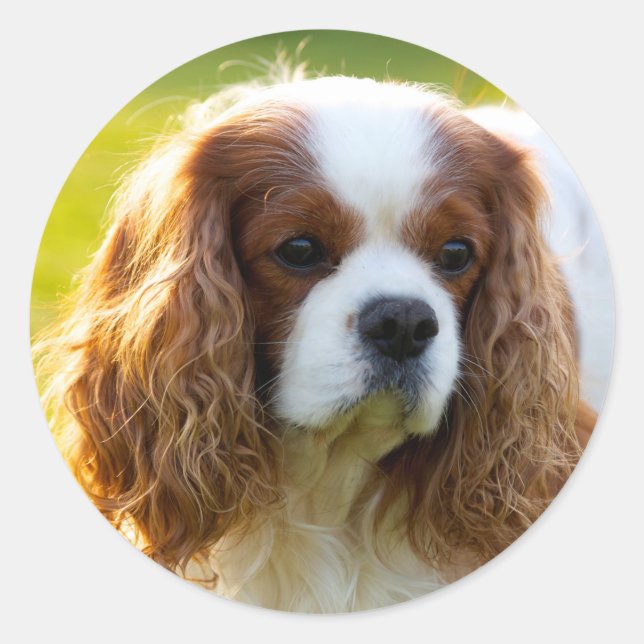 Cavalier King Charles Spaniel Classic Round Sticker (Front)