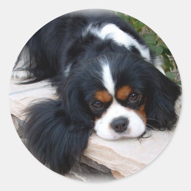 Cavalier King Charles Spaniel Classic Round Sticker (Front)