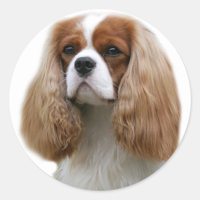 Cavalier King Charles Spaniel Classic Round Sticker (Front)