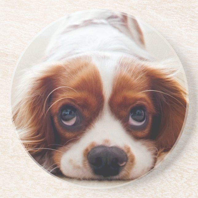 Cavalier King Charles Spaniel Coaster (Front)