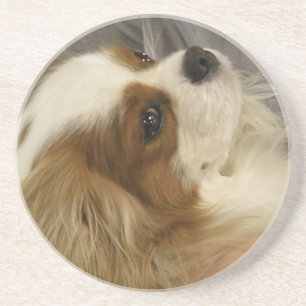 Cavalier King Charles Spaniel Coasters