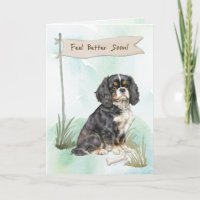 Cavalier King Charles Spaniel Feel Better Surgery