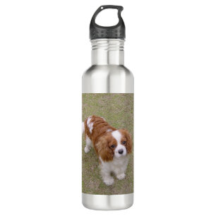 Cavalier-king-charles-spaniel full 710 ml water bottle