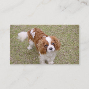 Cavalier-king-charles-spaniel full business card