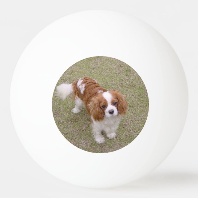 Cavalier-king-charles-spaniel full ping pong ball (Front)