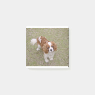 Cavalier-king-charles-spaniel full post-it notes