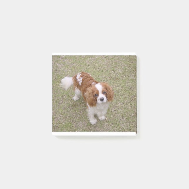 Cavalier-king-charles-spaniel full post-it notes (Front)