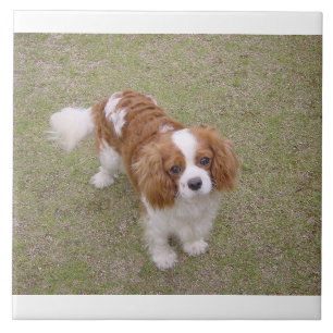 Cavalier-king-charles-spaniel full tile